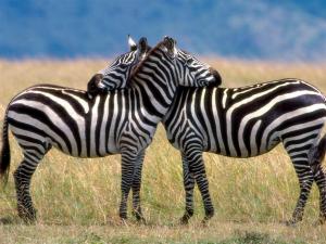 Tanzania - Serengeti