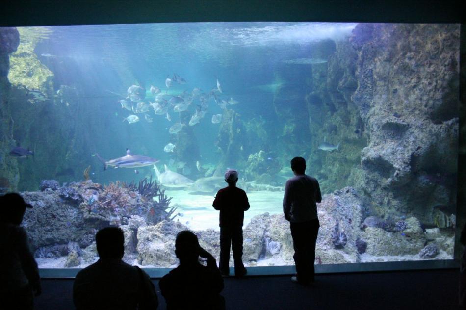Aquarium w Sydney